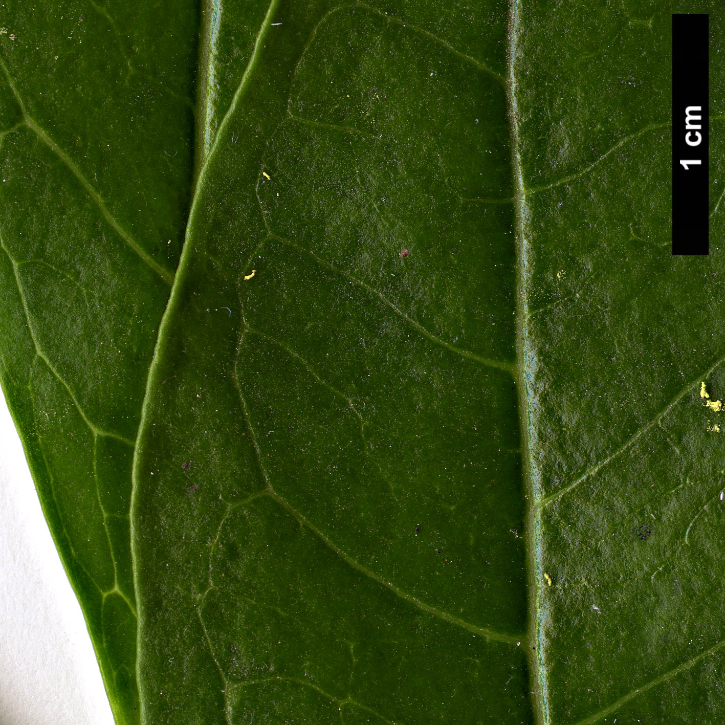 High resolution image: Family: Oleaceae - Genus: Ligustrum - Taxon: ovalifolium - SpeciesSub: var. pacificum